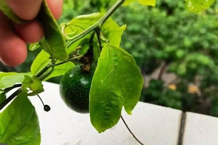 百香果正确施肥方法