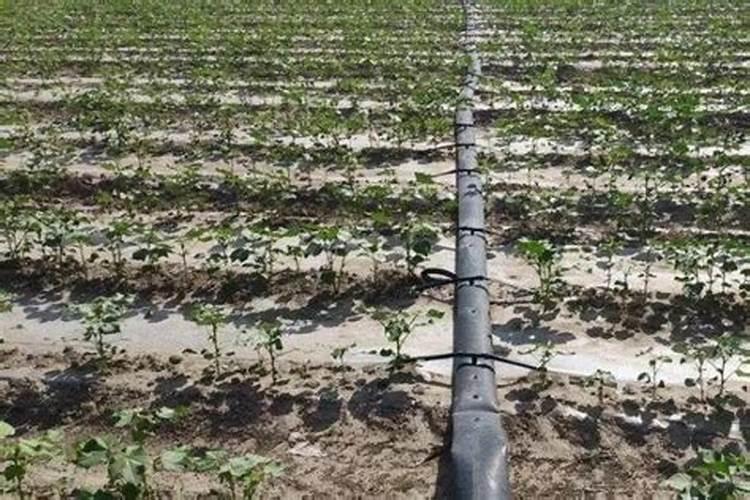 黄豆水是氮肥还是磷肥