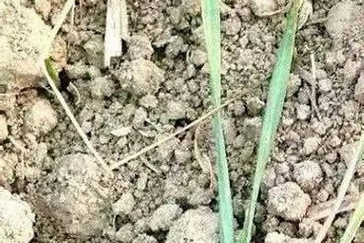 黄豆泡水是什么肥多久可以浇花