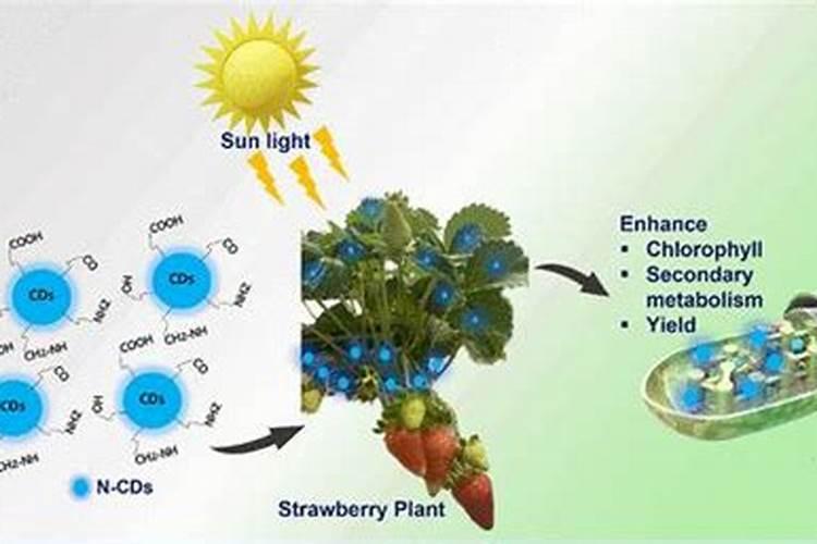 草莓需要氮磷钾肥有什 么作用？
