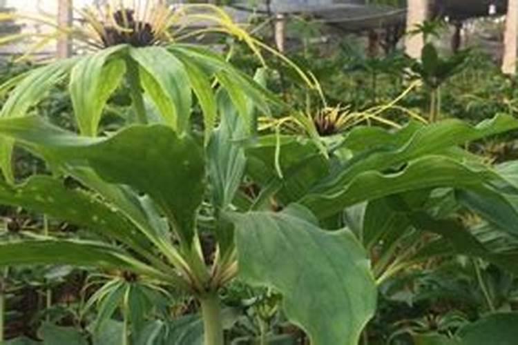 重楼的种植方法技术