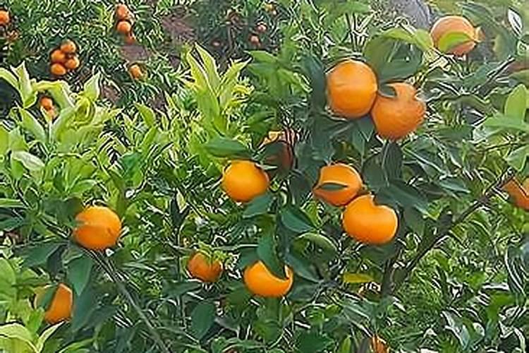 沃柑保果的最佳配方