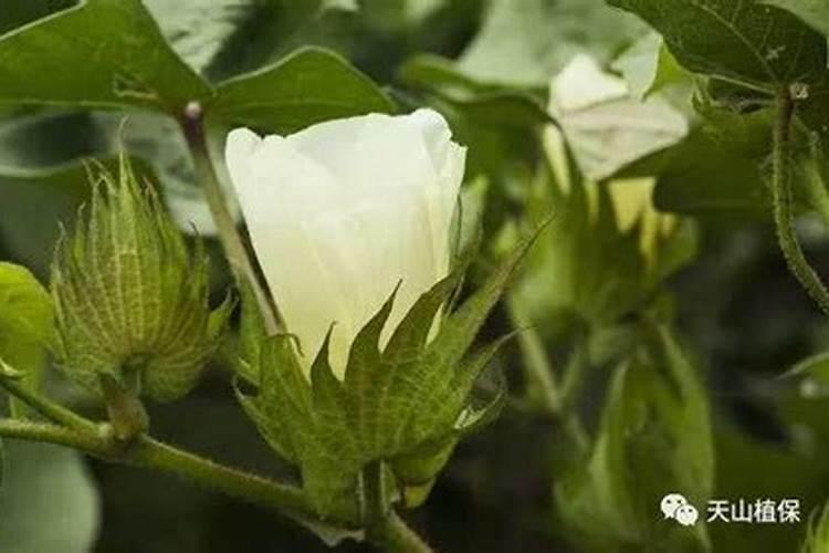 棉花施钾肥最佳时间 使用方法及注意事项