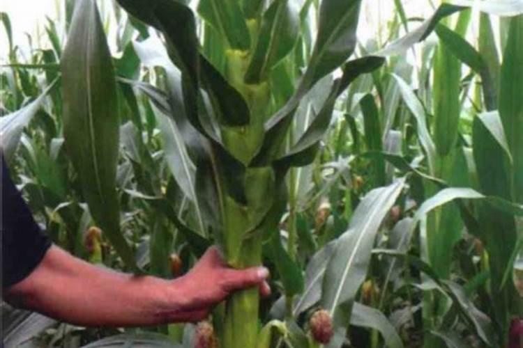 吡虫啉加上芸苔素内酯能治玉米粗缩病吗