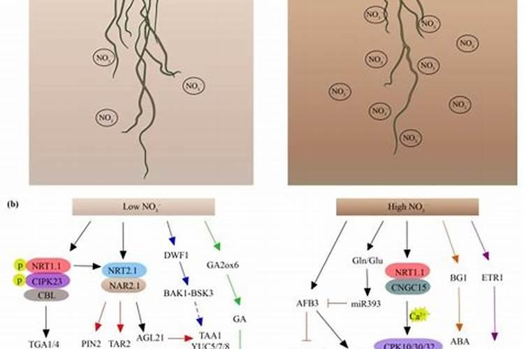氮肥是什么肥料哪些属氮肥