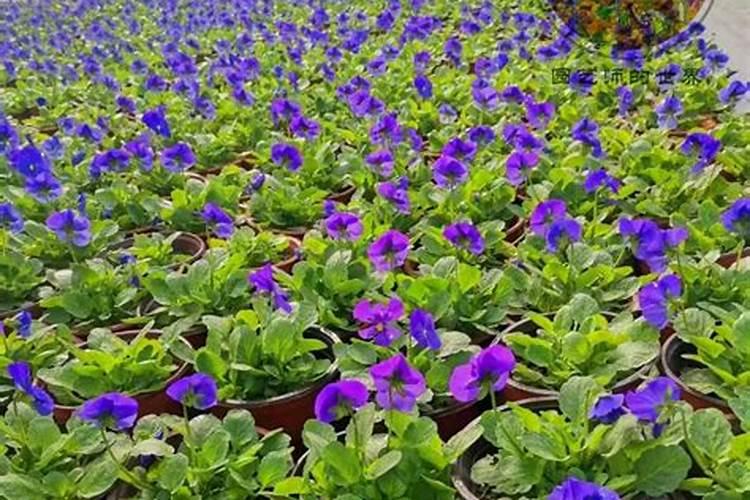 辣椒开花施什么肥适合 可以施加氮肥吗