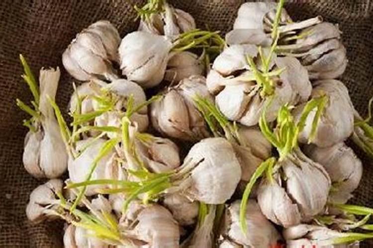 大蒜的发芽生长过程？