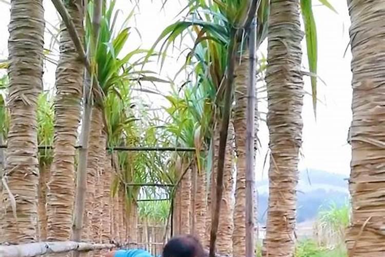 甘蔗施什么肥易长高长粗