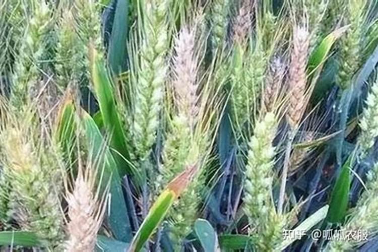 小麦越冬期使用芸苔素的时间 冬季能给小麦喷芸苔素吗