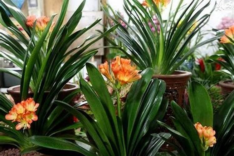 君子兰一年四季分别施什么肥最好？