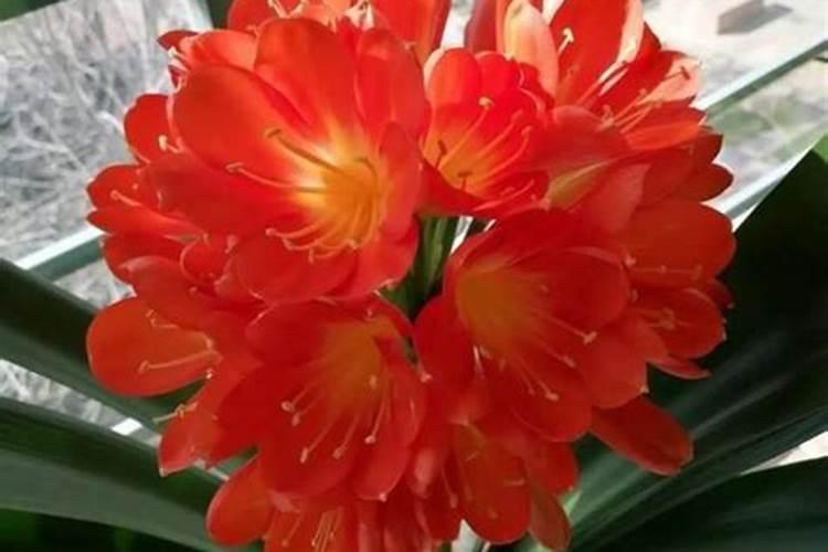 君子兰用什么肥料