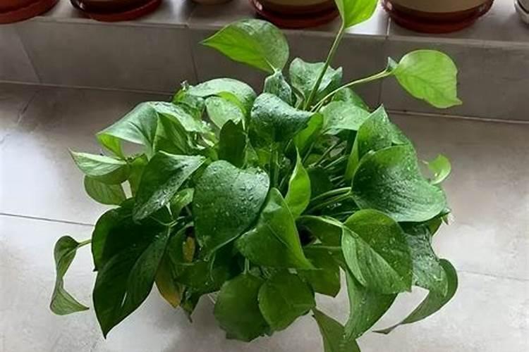 如果用尿素做叶肥的话,兑水的比例大概是多少？