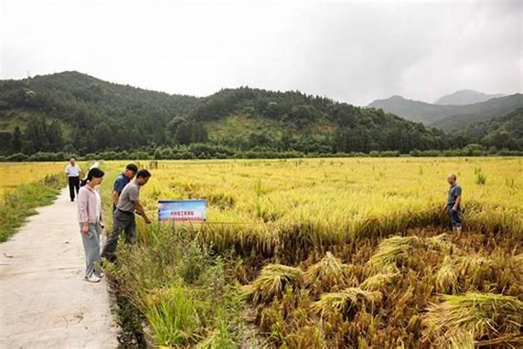 水稻的主要成分及其对人体健康的影响