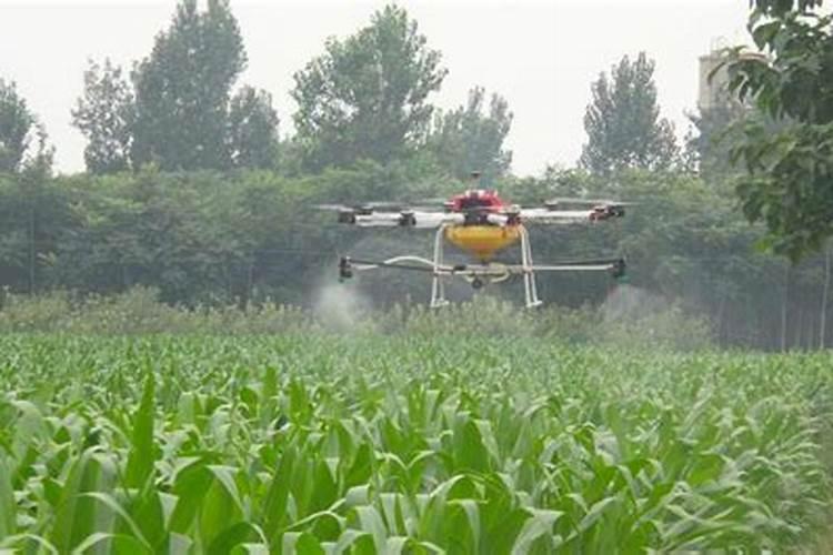 干尖椒栽培技术