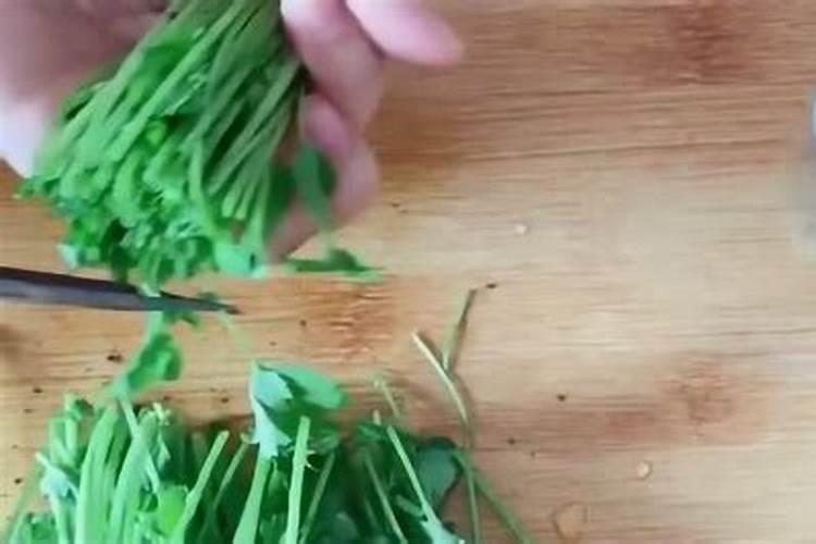 香菜自己种,10天就能摘,吃一茬冒一茬,种一次吃半年