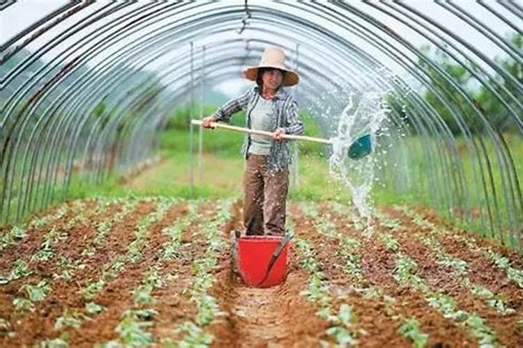 杨树一般什么时候落叶？