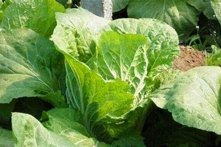 ...的白菜生长旺盛,老人说白菜要想长好,就要喷醋,白菜喷醋有用吗？