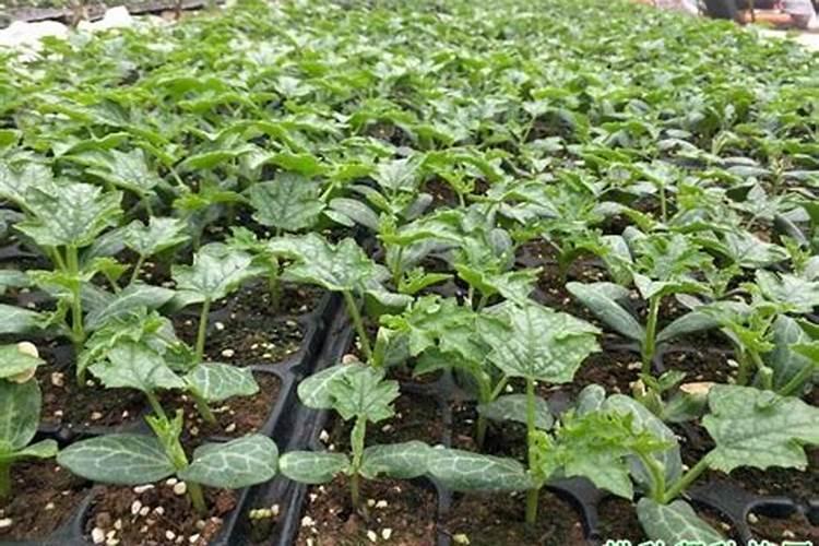 种植丝瓜和南瓜使用什么样的肥料好？什么肥料能让其坐住瓜？