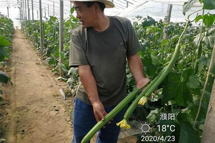 丝瓜用什么肥料结果多