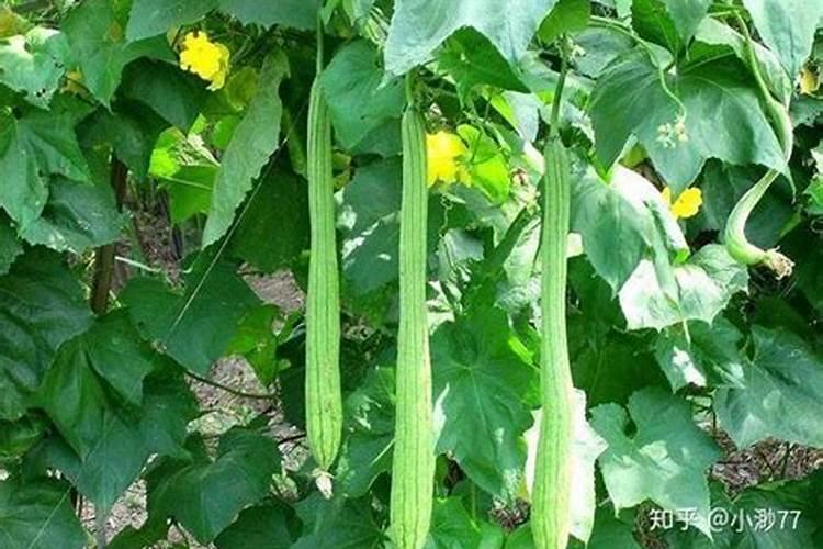 丝瓜放什么肥料才能开花结果