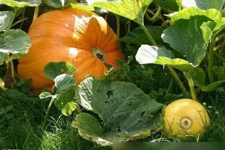 种植南瓜要想高产,这六个妙招需学会!