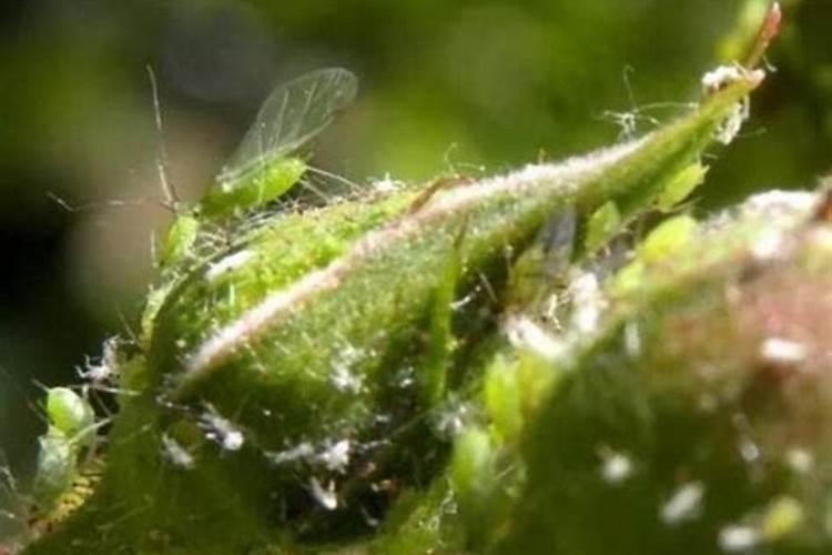 花椒树有那小虫虫。怎么办～