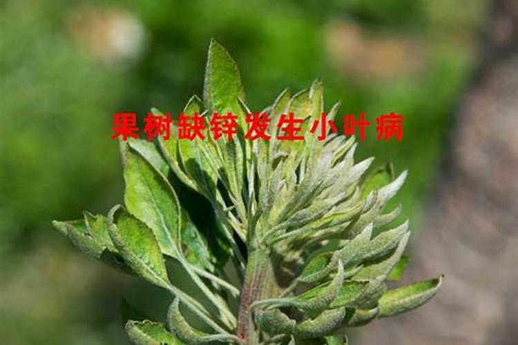 桃树缺锌有何症状？怎样防治？