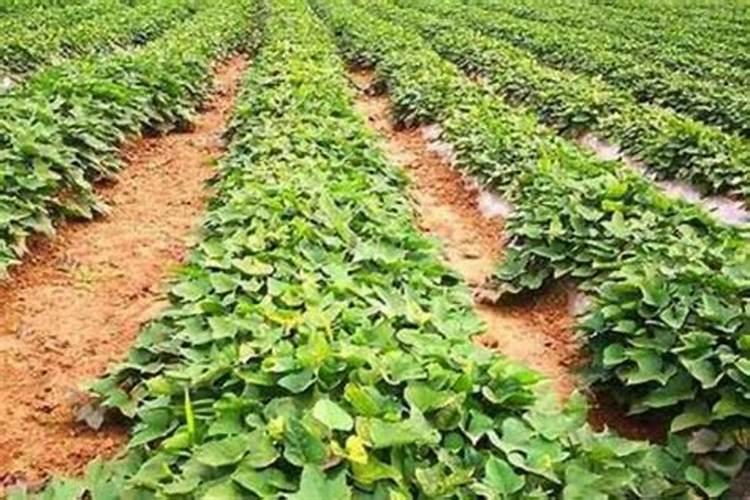 烟薯25种植用什么肥料