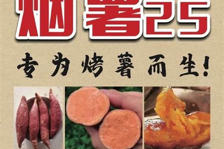 燕薯25怎样种植夏薯高产