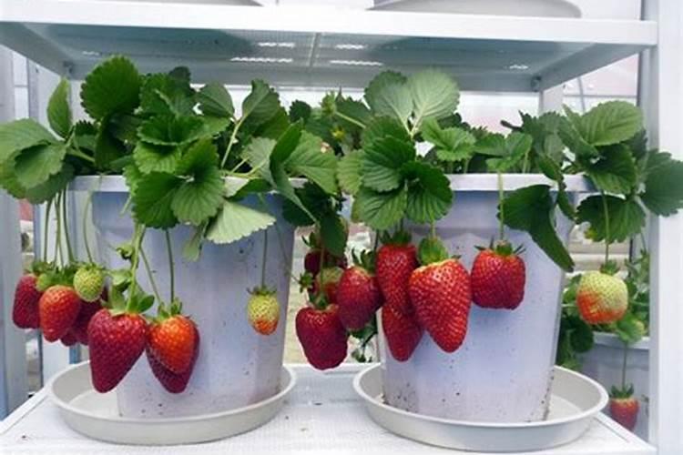 草莓要施什么肥料