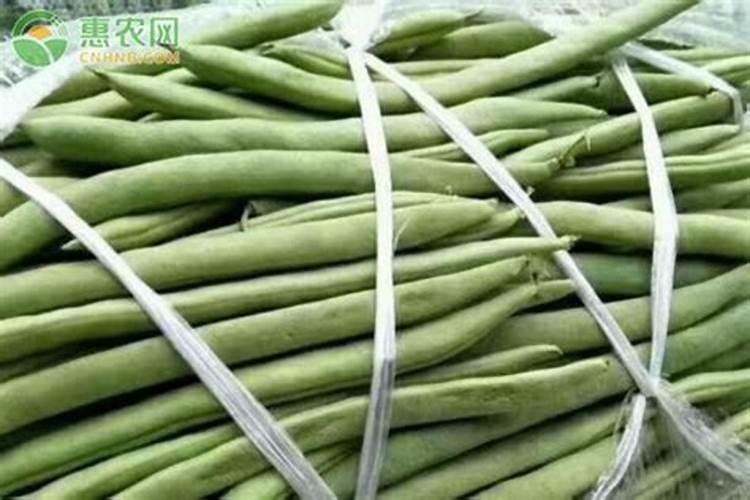 四季豆如何种植好,四季豆种植要6个注意事项