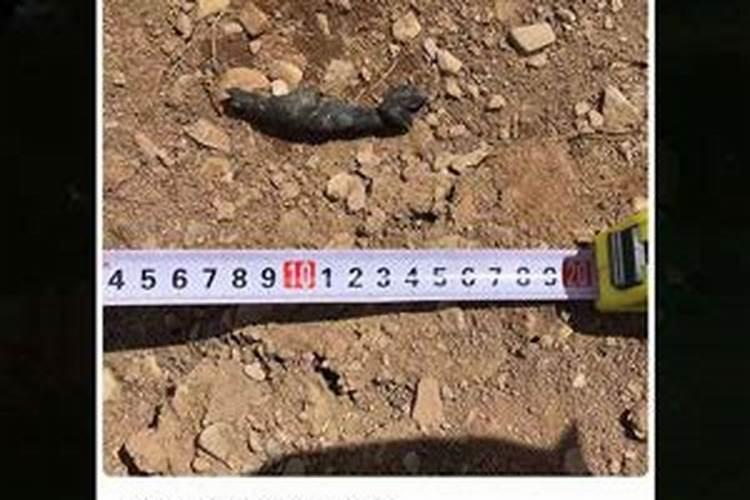 有机氮肥有哪些