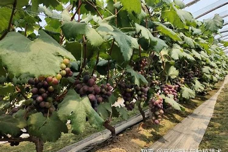 水果越来越甜了最简单三个步骤