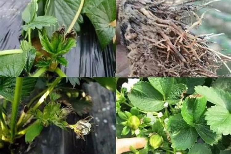 草莓补钙用什么肥料