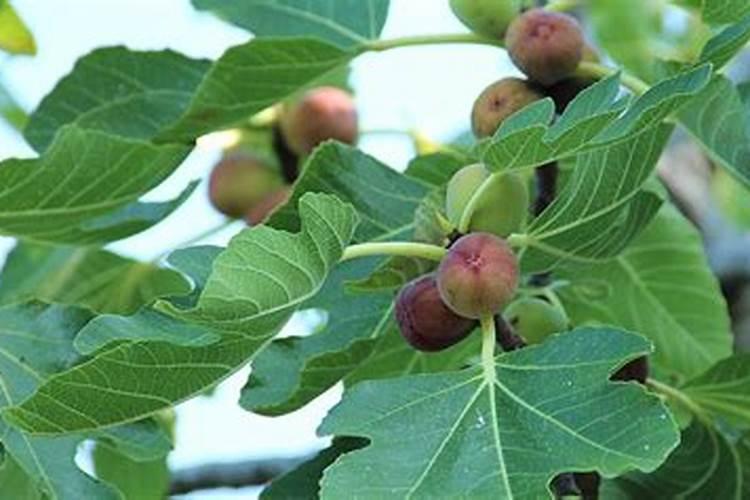 无花果树施什么肥合适