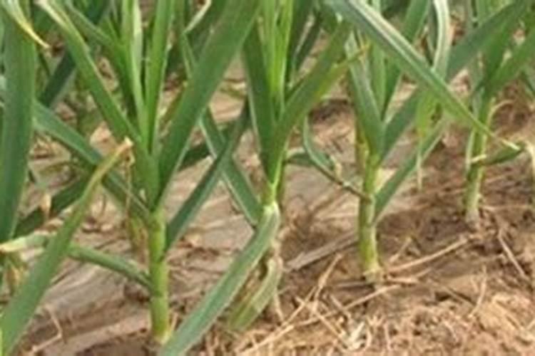 种大蒜上什么肥料好蒜头大