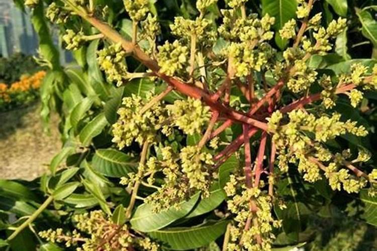 芒果树一棵用多少鱼蛋白液体肥料