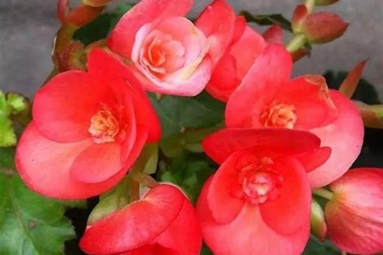 丽格海棠开花后怎么养