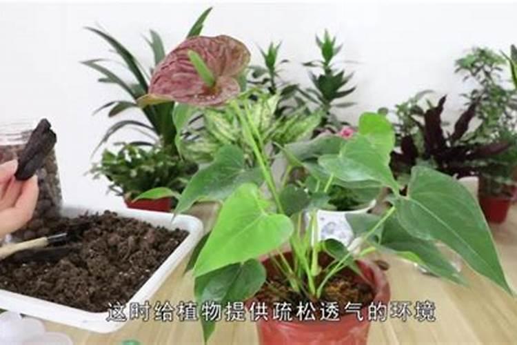 红掌浇什么肥料合适