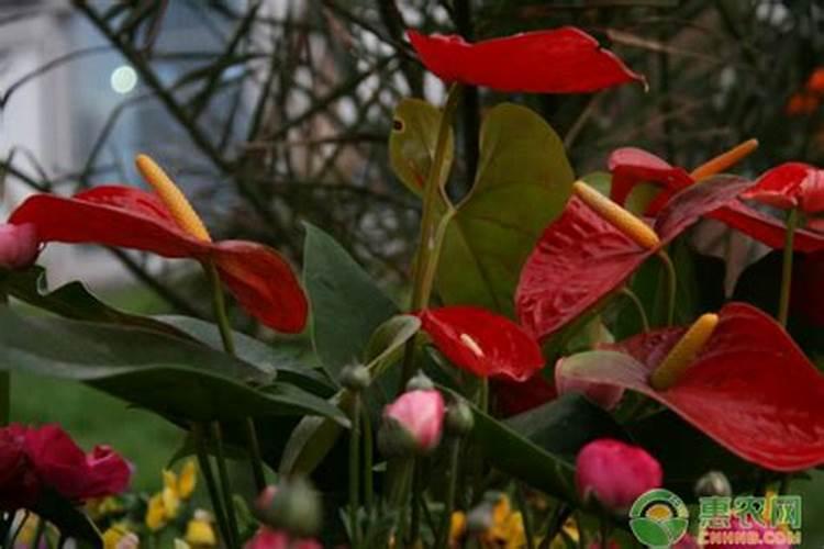 红掌用什么肥料好？红掌施肥注意事项