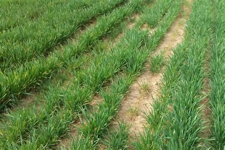 小麦叶面肥什么时候用好