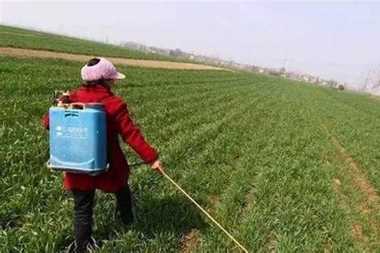 小麦在什么期间可打叶面肥？