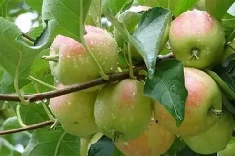 聚谷氨酸在农业上的功能？