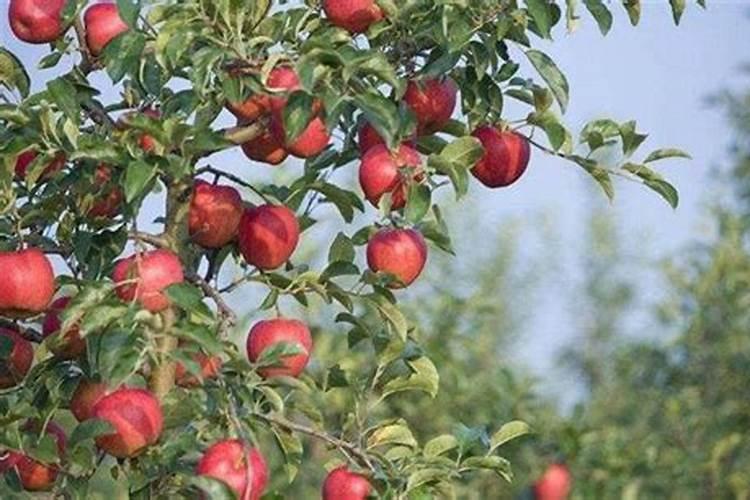 种苹果树需要每年都用硼和锌吗？