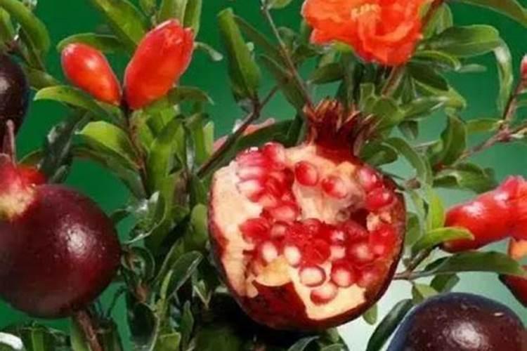 石榴怎样栽培管理