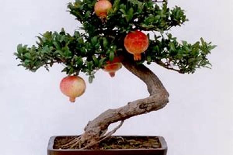 河阴石榴石榴管理