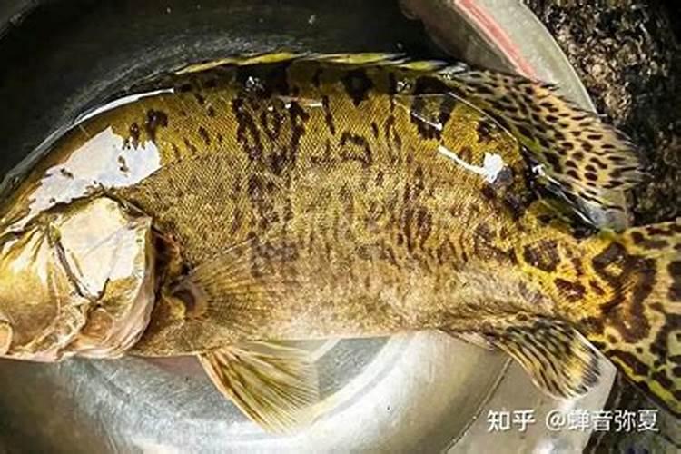 辣椒浇水的正确方法