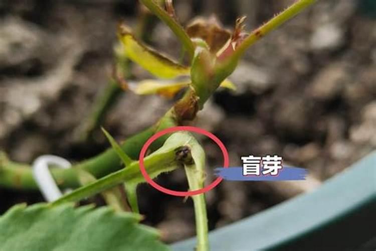 月季盲芽成因及处理