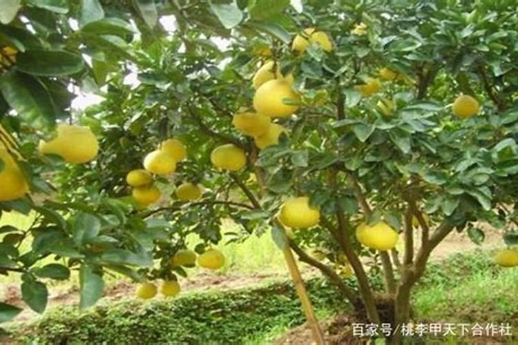 水溶性磷和有效磷的区别