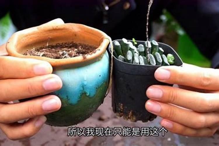 多肉植物能喷磷钾肥吗